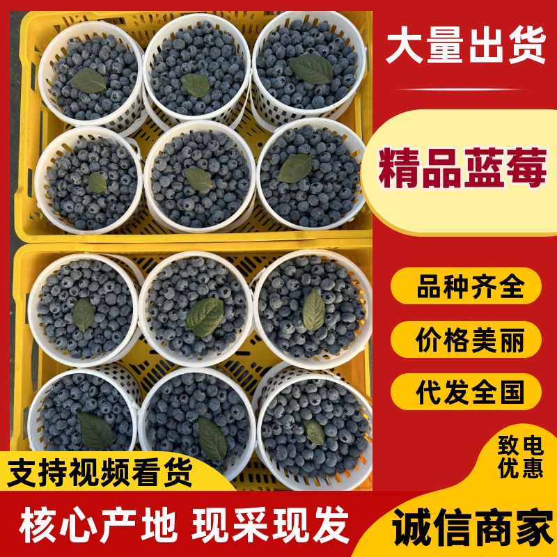云南蒙自花香蓝莓纯甜无酸
