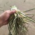 金乡红帽蒜薹继续出库质量好价格美丽。。。。。