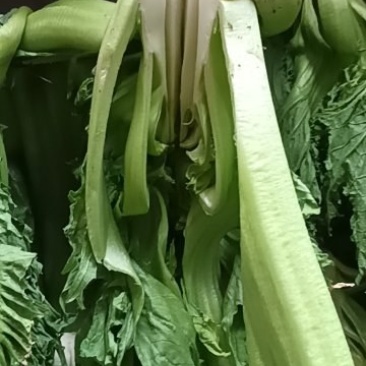 卖包包菜，有需要的老板联系哦