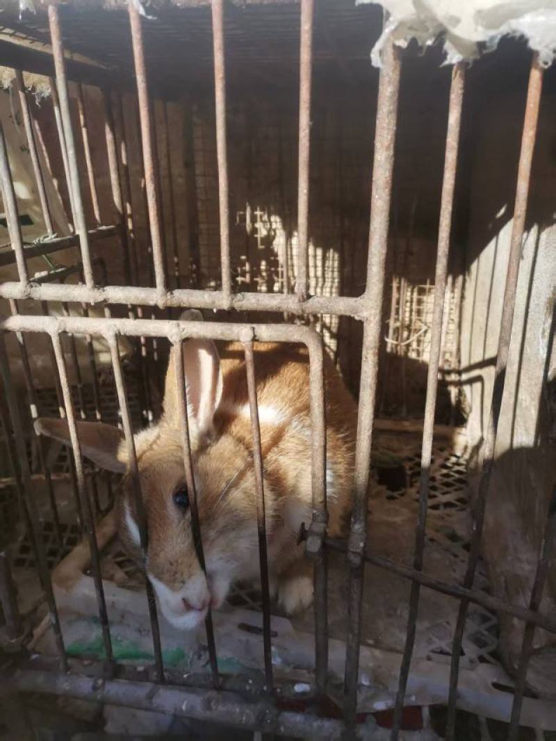 漂亮的大兔子杂交、品种肉兔多色的小兔子公母可分