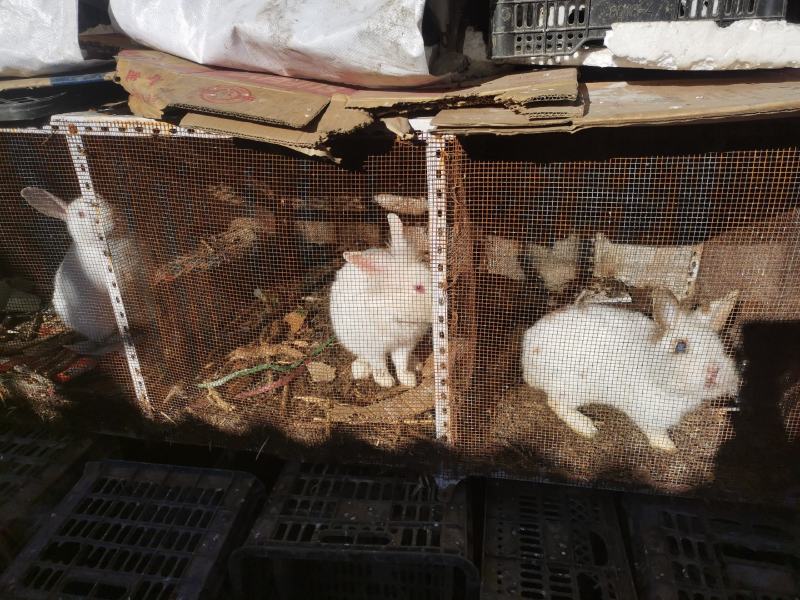 漂亮的大兔子杂交、品种肉兔多色的小兔子公母可分