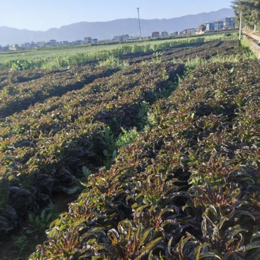 云南紫叶香莴笋大量上市，欢迎各大老板对接。