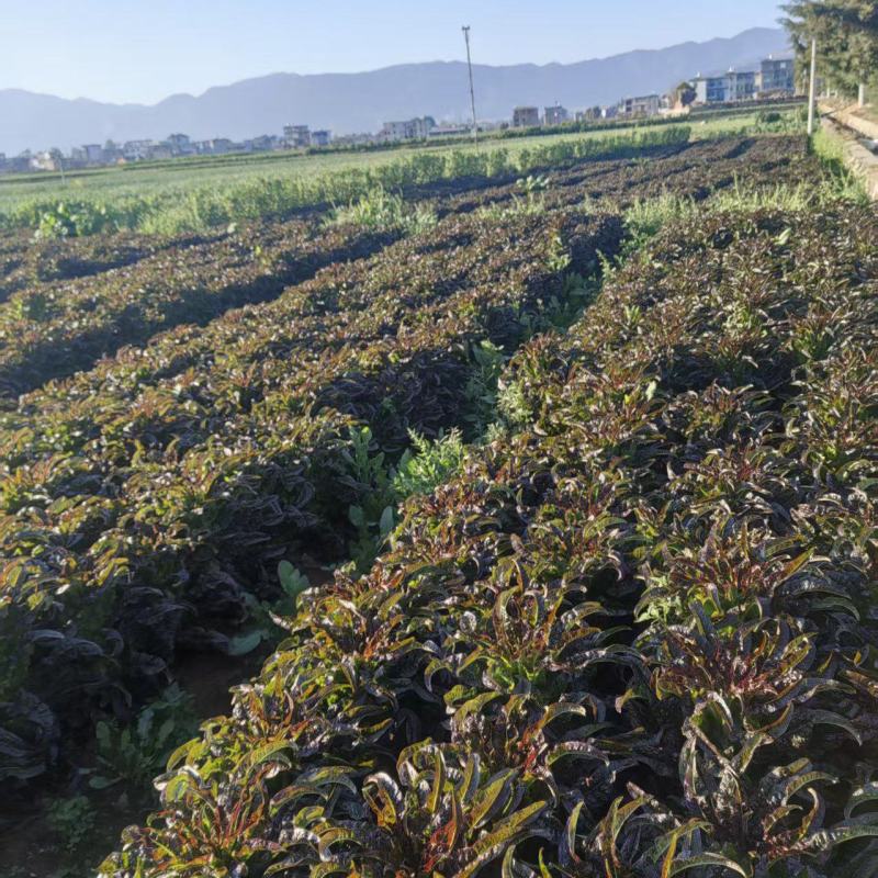 云南紫叶香莴笋大量上市，欢迎各大老板对接。