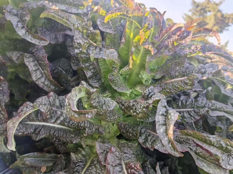 云南紫叶香莴笋大量上市，欢迎各大老板对接。