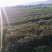 云南紫叶香莴笋大量上市，欢迎各大老板对接。