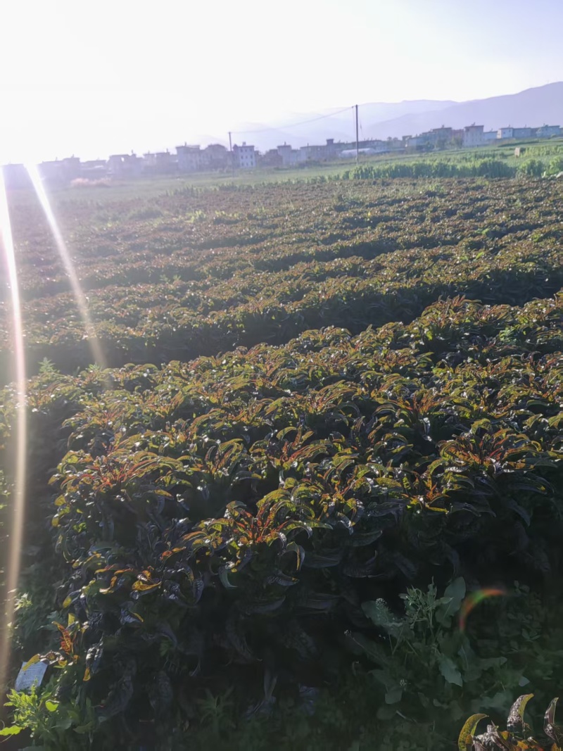 云南紫叶香莴笋大量上市，欢迎各大老板对接。