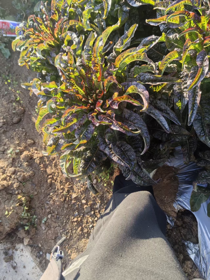 云南紫叶香莴笋大量上市，欢迎各大老板对接。
