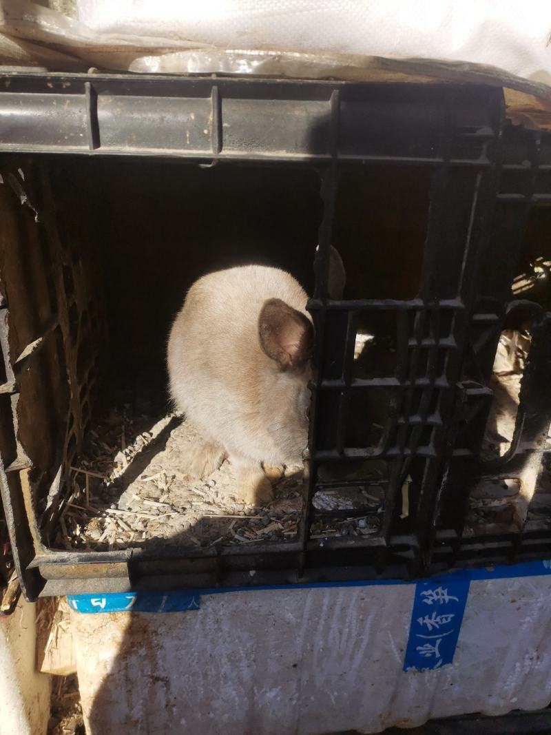 漂亮的大兔子杂交、品种肉兔多色的小兔子公母可分
