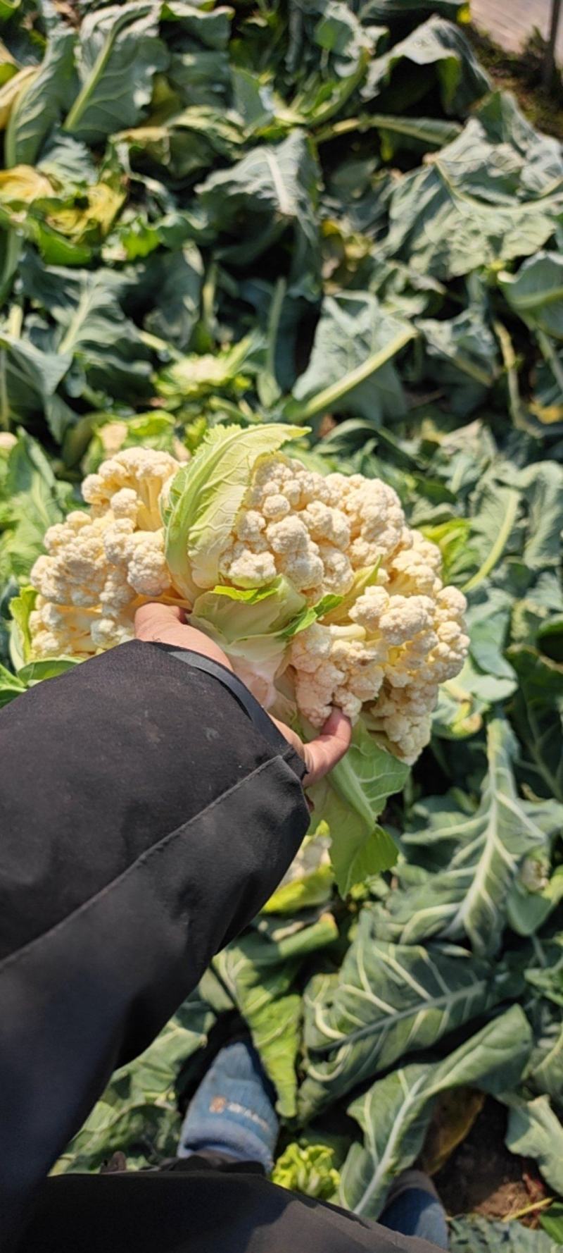 白梗白花菜