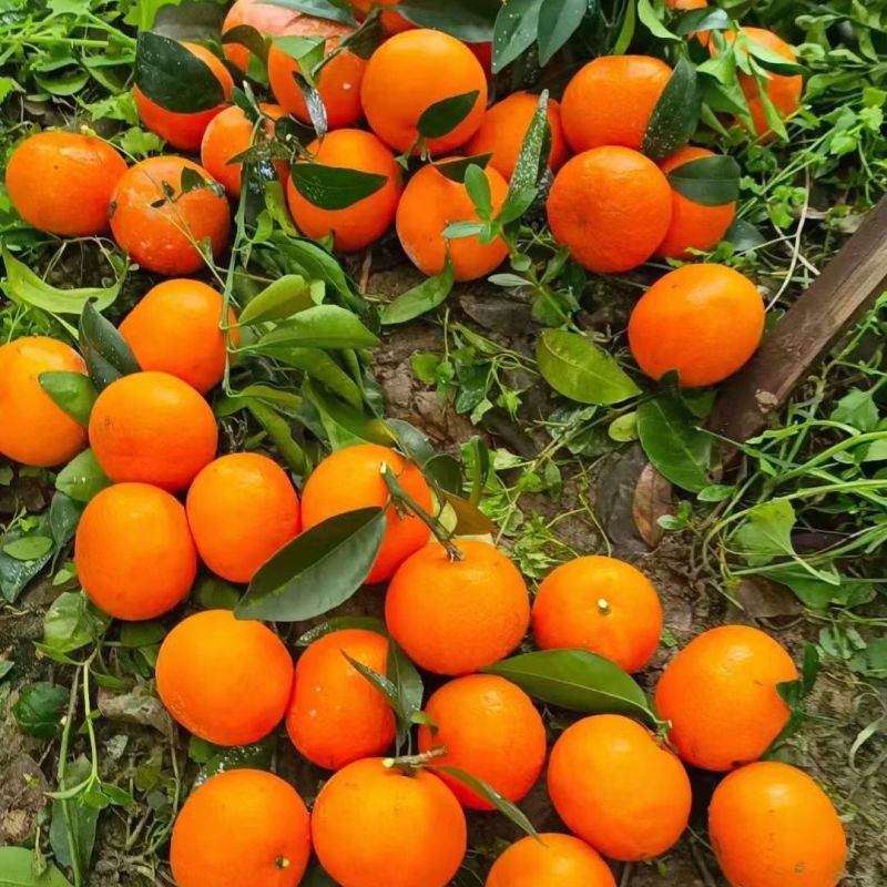 【精选】广西沃柑现摘现发一手货源甜度高水分足