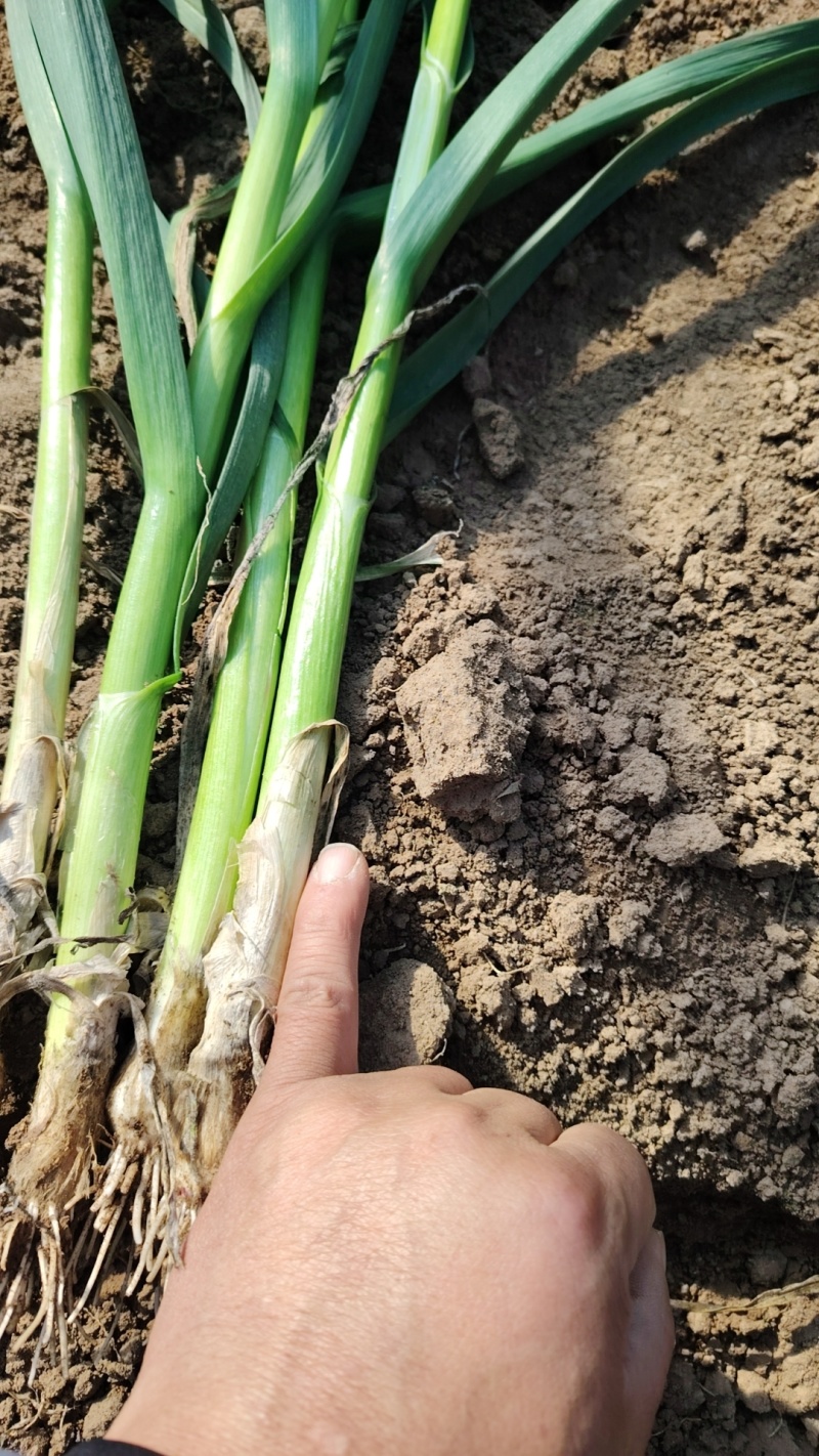 新鲜蒜苗继续大量上市产地一手货源现货供应需要的联系