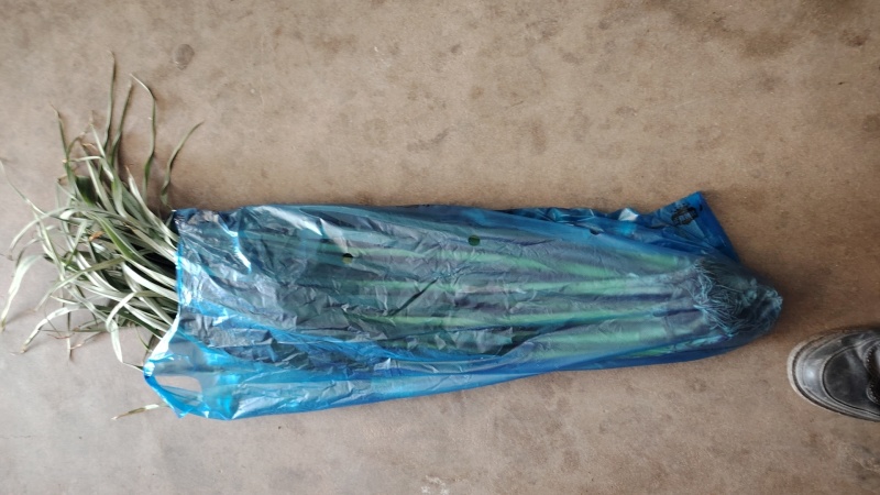 新鲜蒜苗继续大量上市产地一手货源现货供应需要的联系
