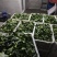 新鲜菜头