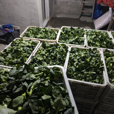 新鲜菜头