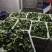 新鲜菜头
