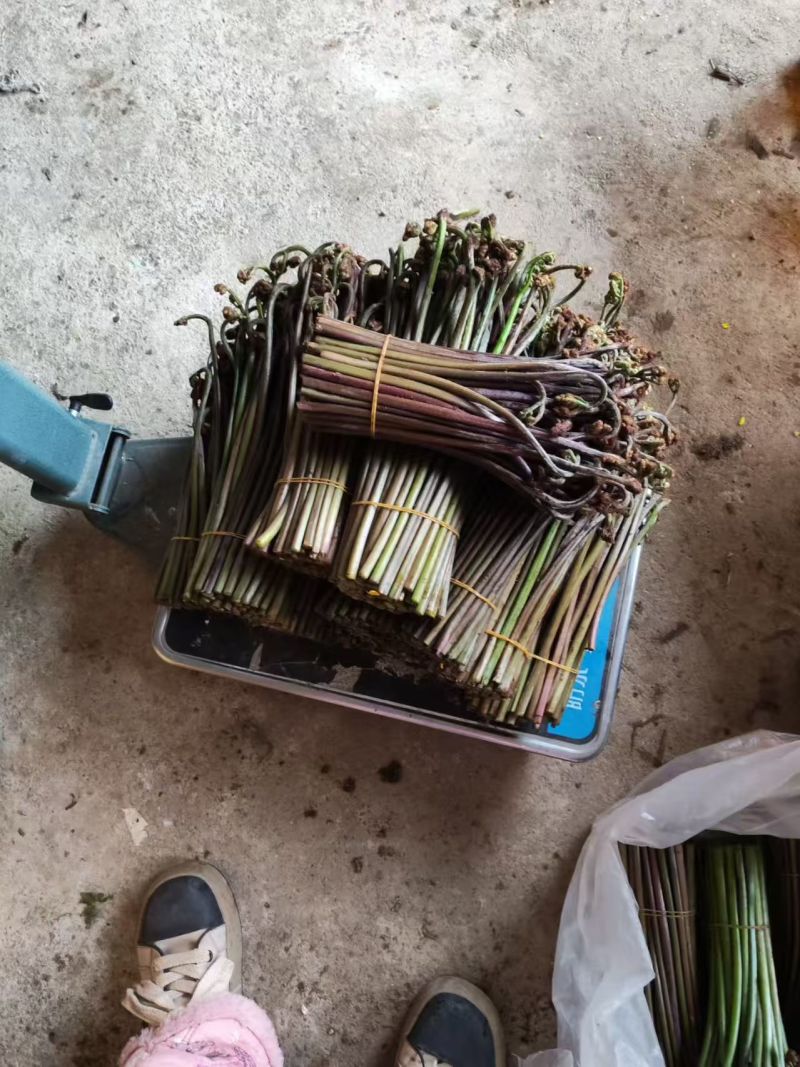 菊菜，土名为菊台