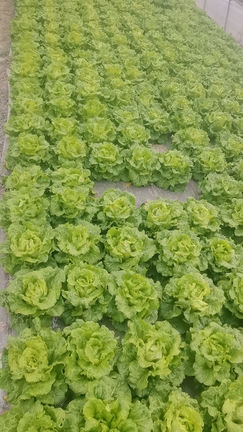 生菜