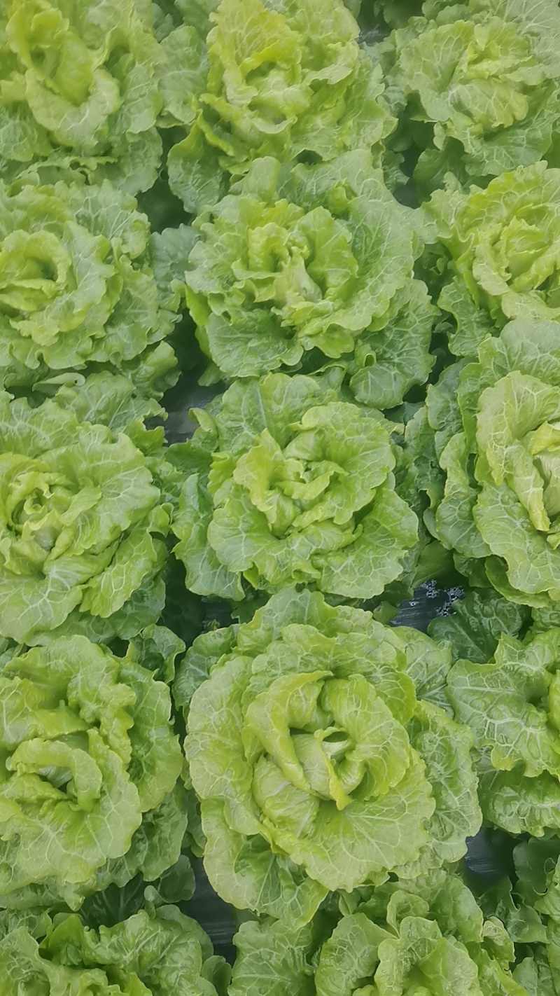 生菜