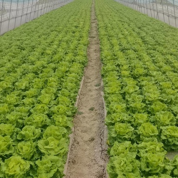 生菜