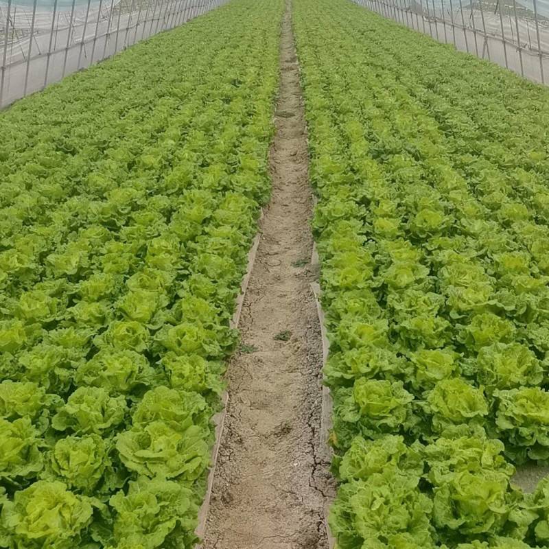 生菜