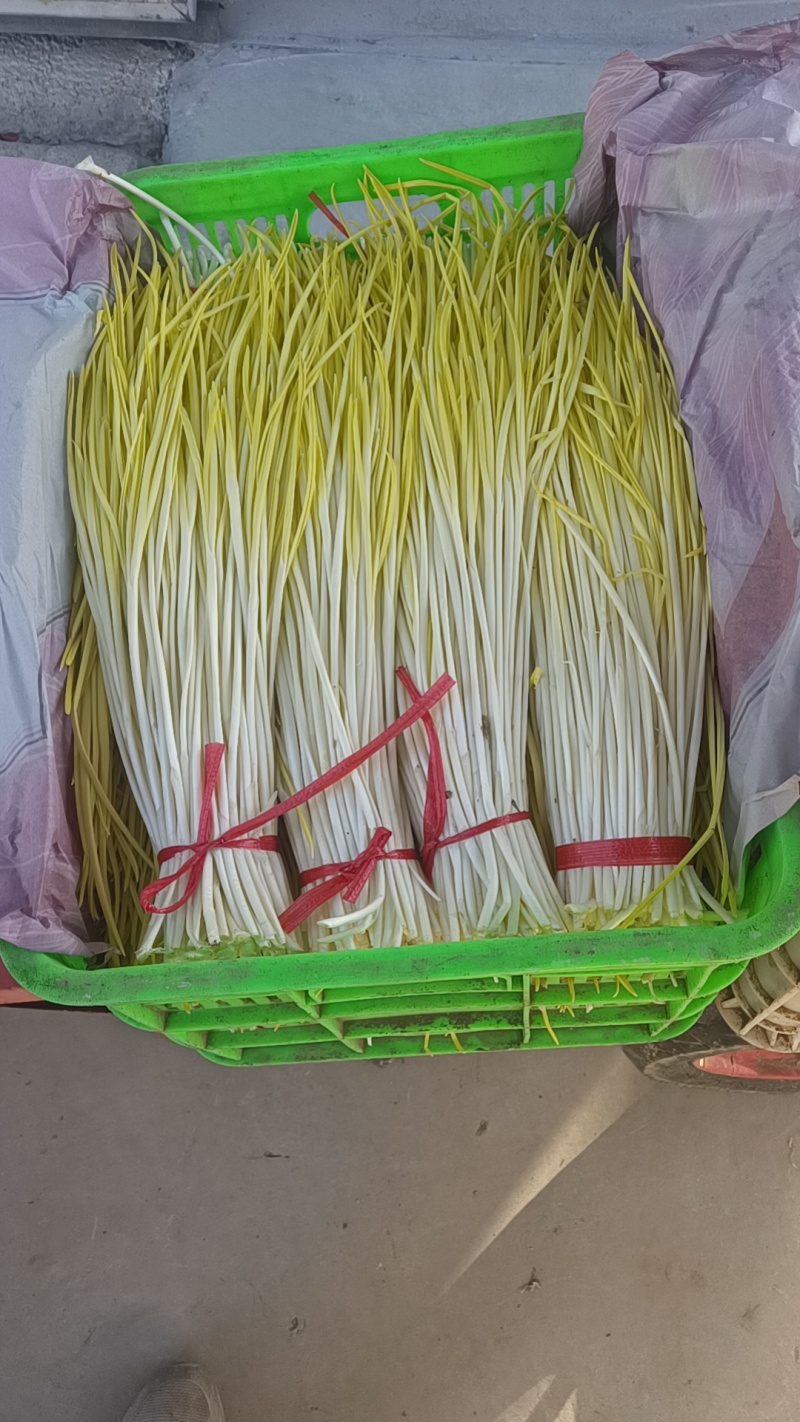 精品蒜黄，基地直发