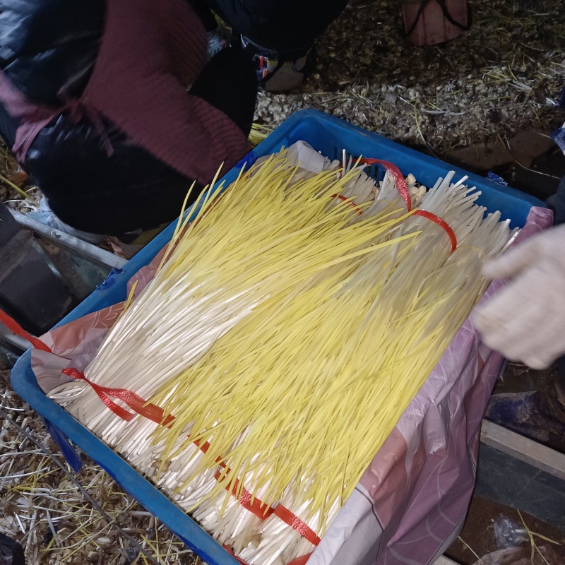 精品蒜黄，基地直发
