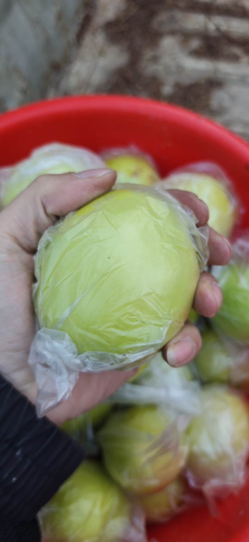 青枣自家种植颗粒度，饱满度，重量可选价格可谈