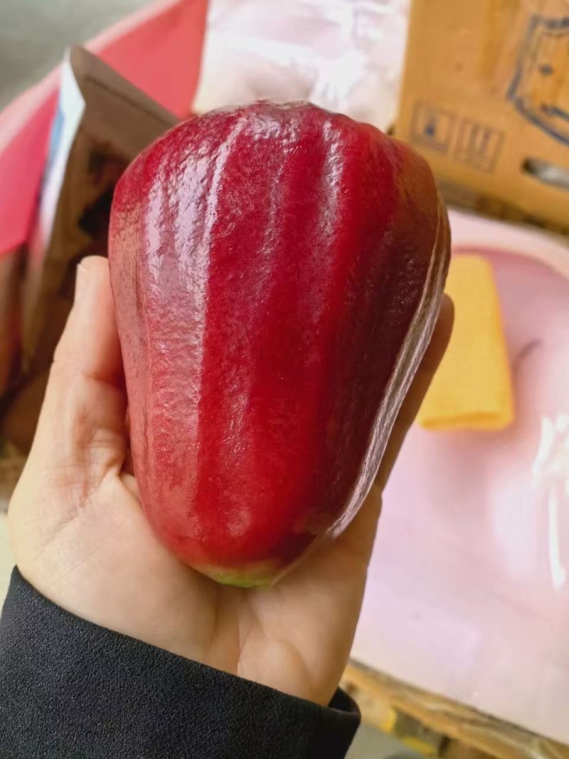 海南三亚黑金刚莲雾基地直采直供支持少量落地配代办