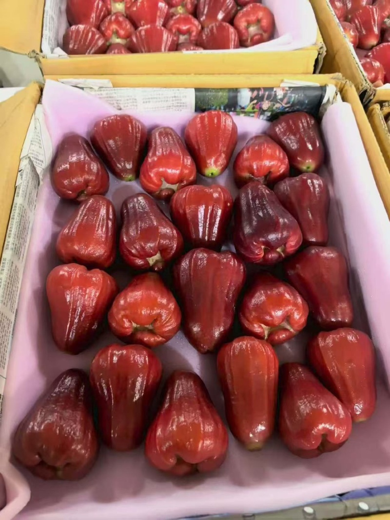 海南三亚黑金刚莲雾基地直采直供支持少量落地配代办