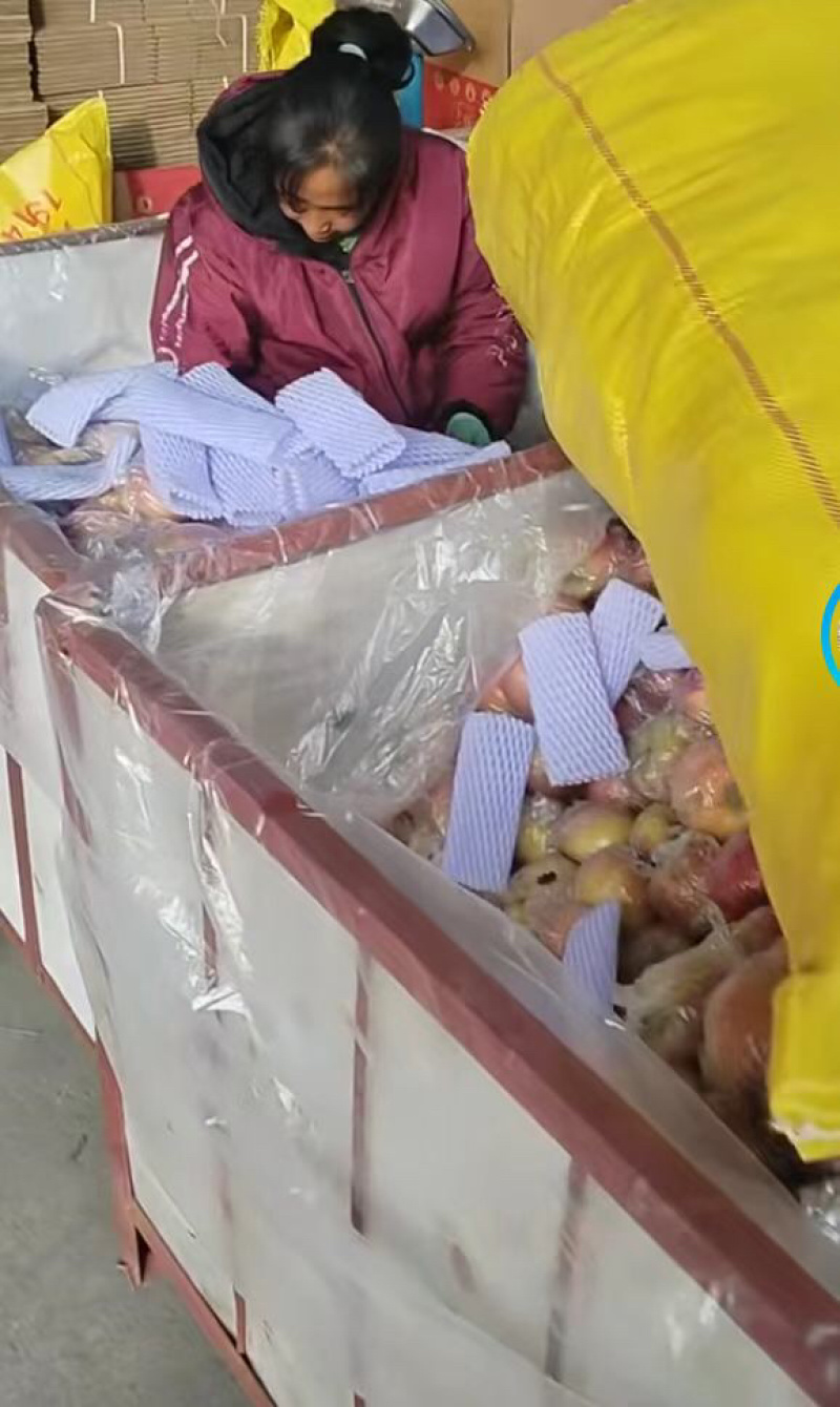 苹果品质保证服务周到产地直销价格美丽欢迎咨询联系