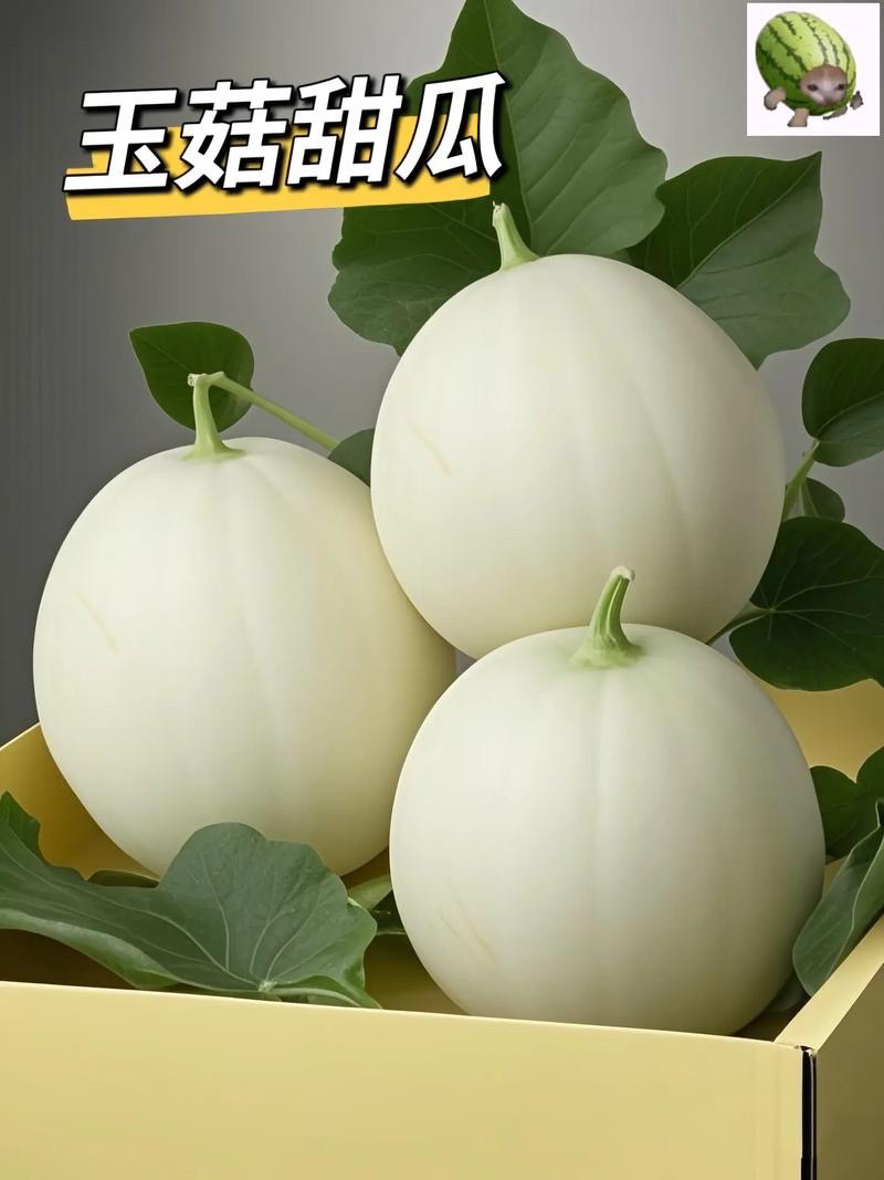玉茹甜瓜，大量现货速发，产品保质保量欢迎老板选购