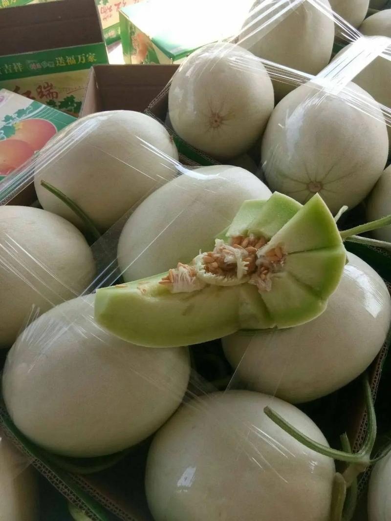 玉茹甜瓜，大量现货速发，产品保质保量欢迎老板选购