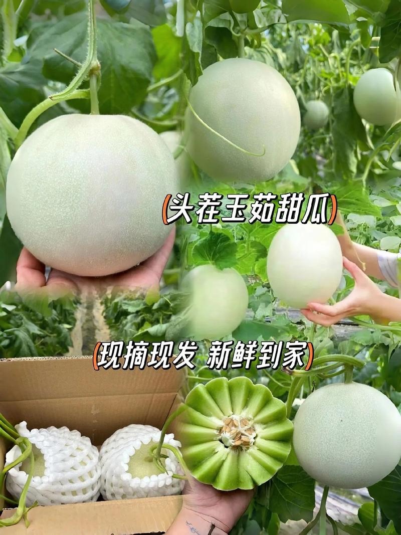 玉茹甜瓜，大量现货速发，产品保质保量欢迎老板选购