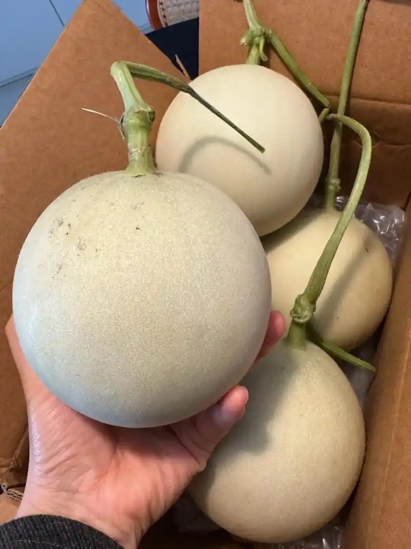 玉茹甜瓜，大量现货速发，产品保质保量欢迎老板选购