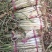 60万斤大葱滞销，农户自己的葱，葱白50cm