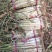 60万斤大葱滞销，农户自己的葱，葱白50cm