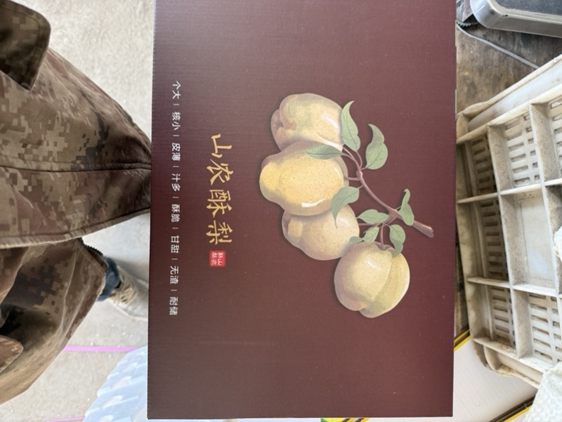 山农酥梨/产地一手货源，可对接商超，批发。