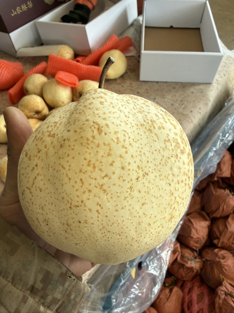 山农酥梨/产地一手货源，可对接商超，批发。