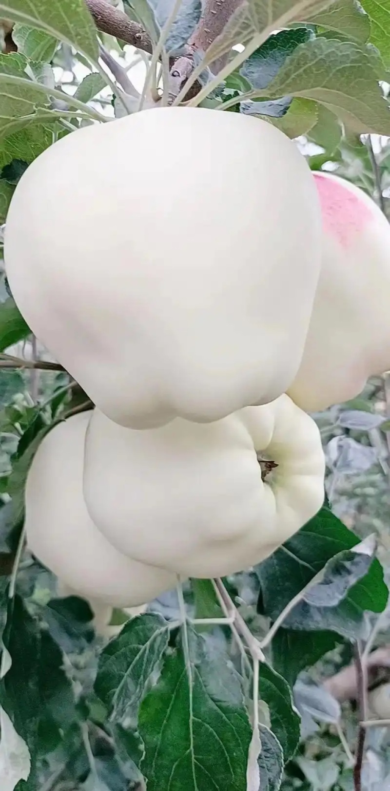 苹果服务周到产地直发价格美丽欢迎咨询联系沟通