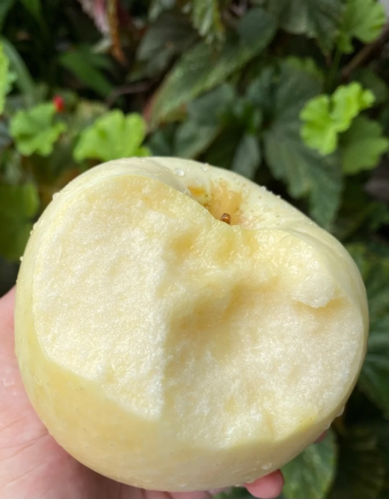 苹果服务周到产地直发价格美丽欢迎咨询联系沟通