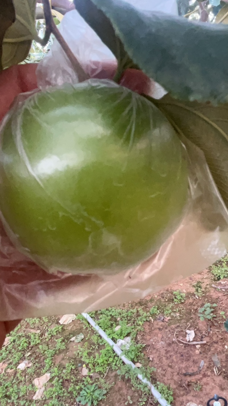 苹果枣。