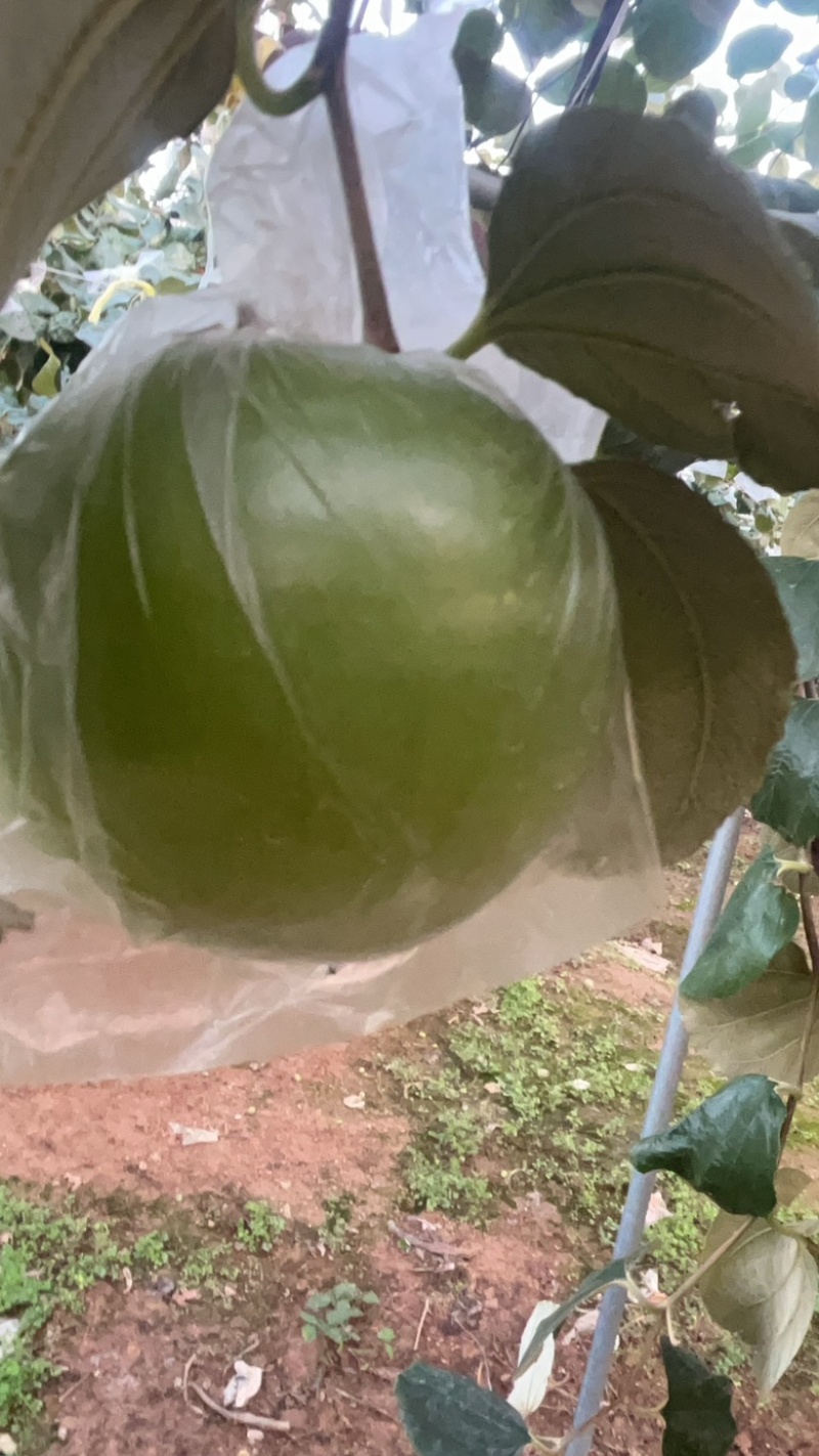 苹果枣。
