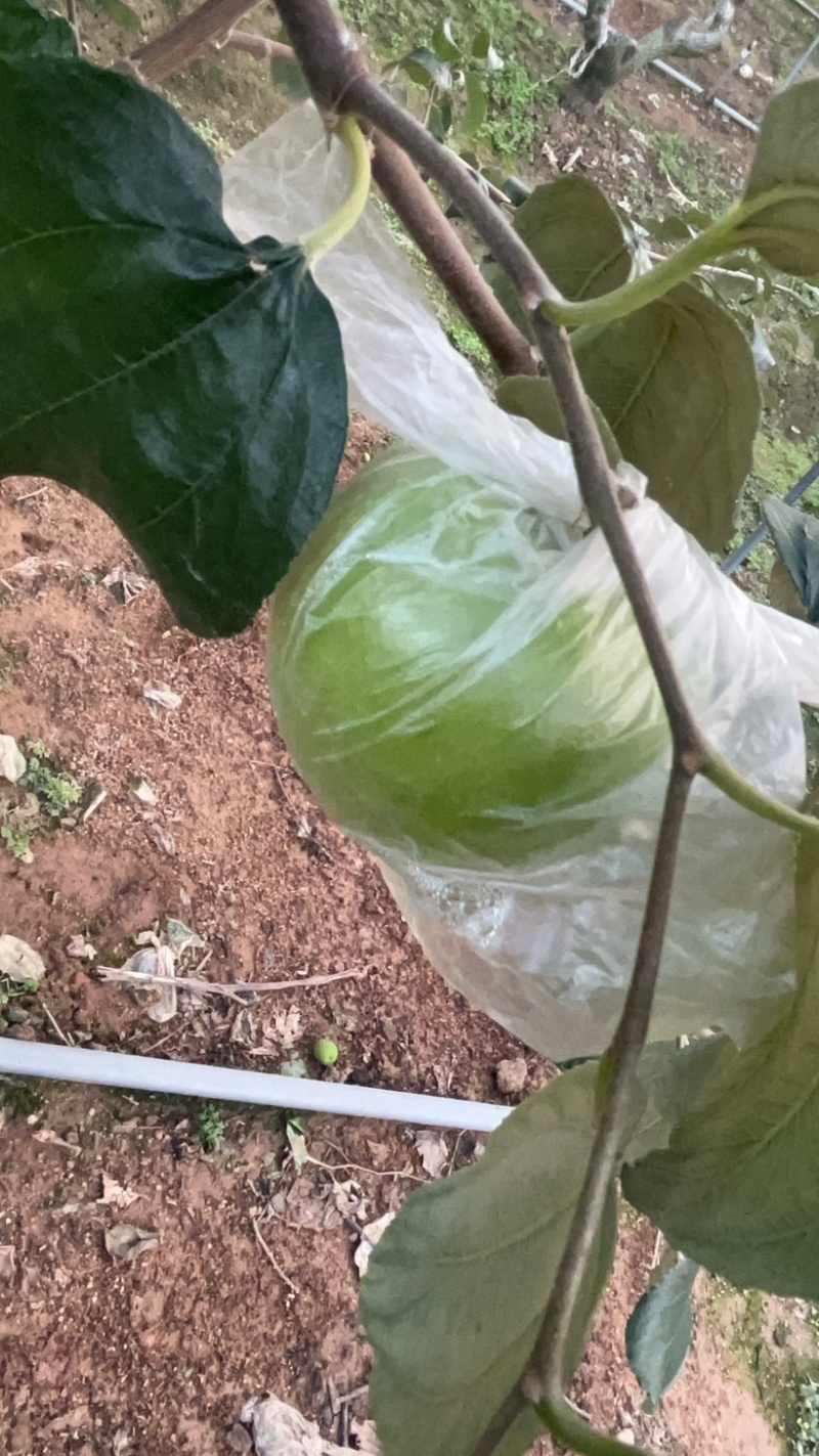 苹果枣。