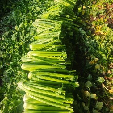 西芹毛菜净菜，按需要做货