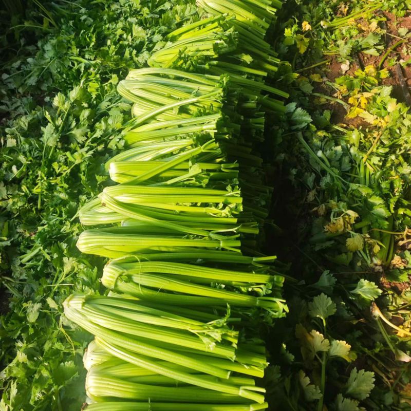 西芹毛菜净菜，按需要做货