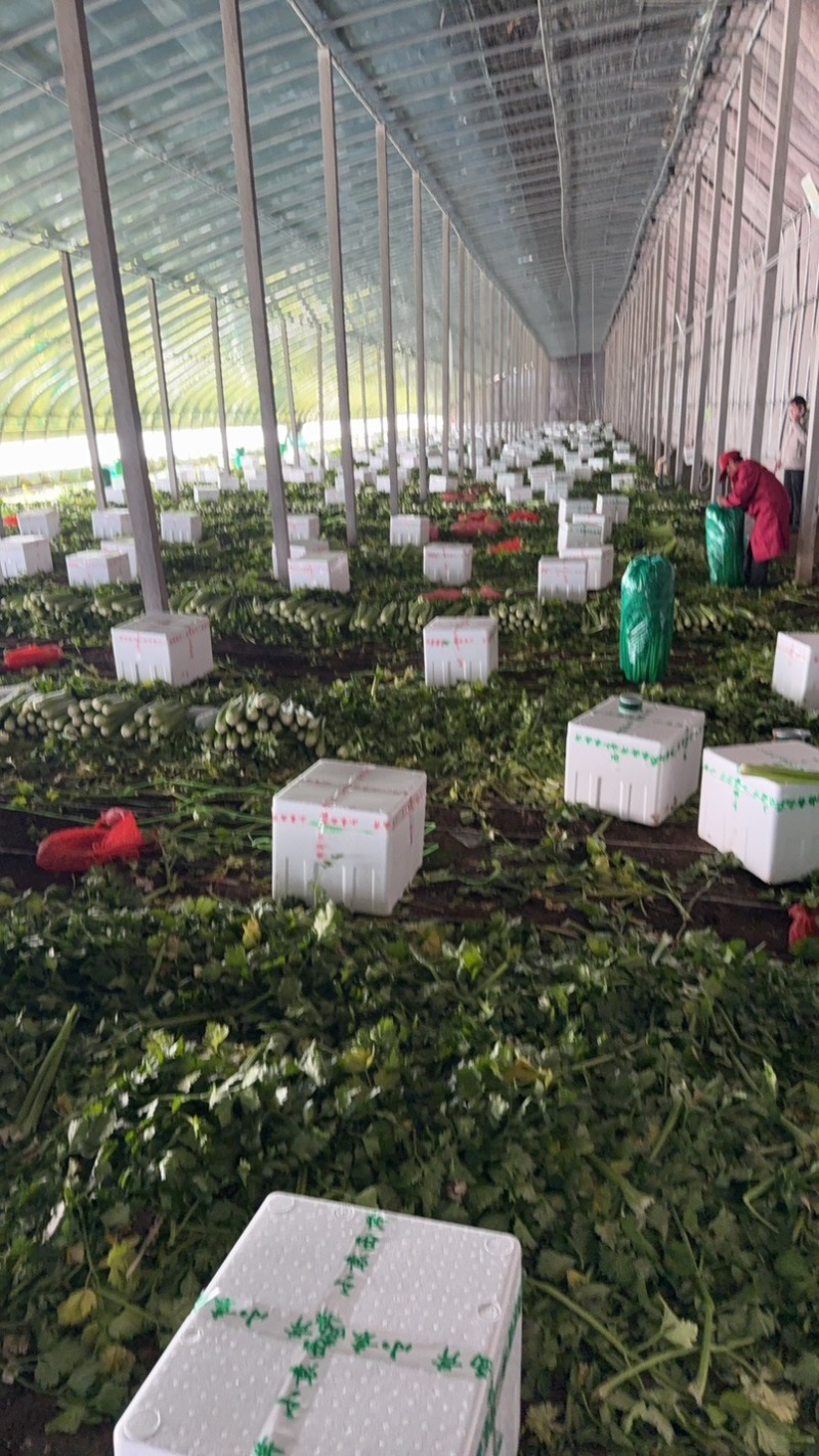 西芹毛菜净菜，按需要做货
