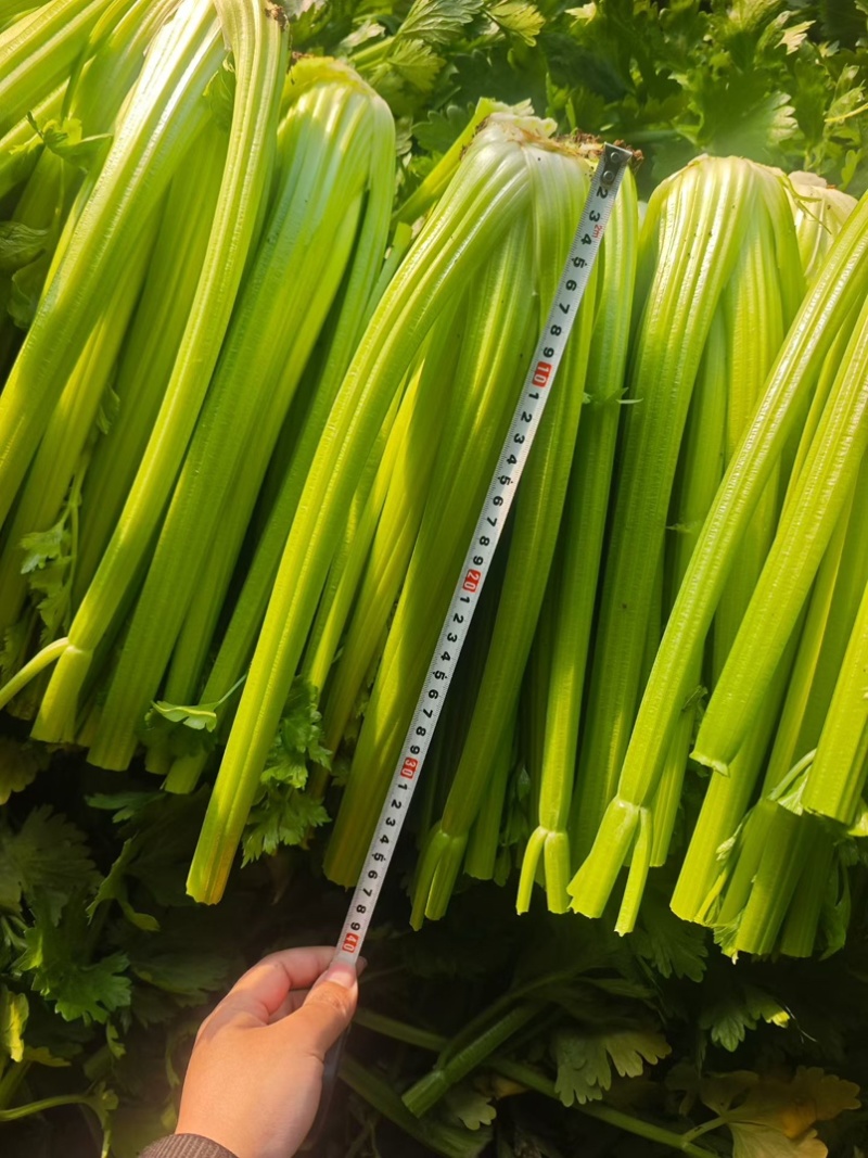 西芹毛菜净菜，按需要做货