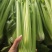 西芹毛菜净菜，按需要做货