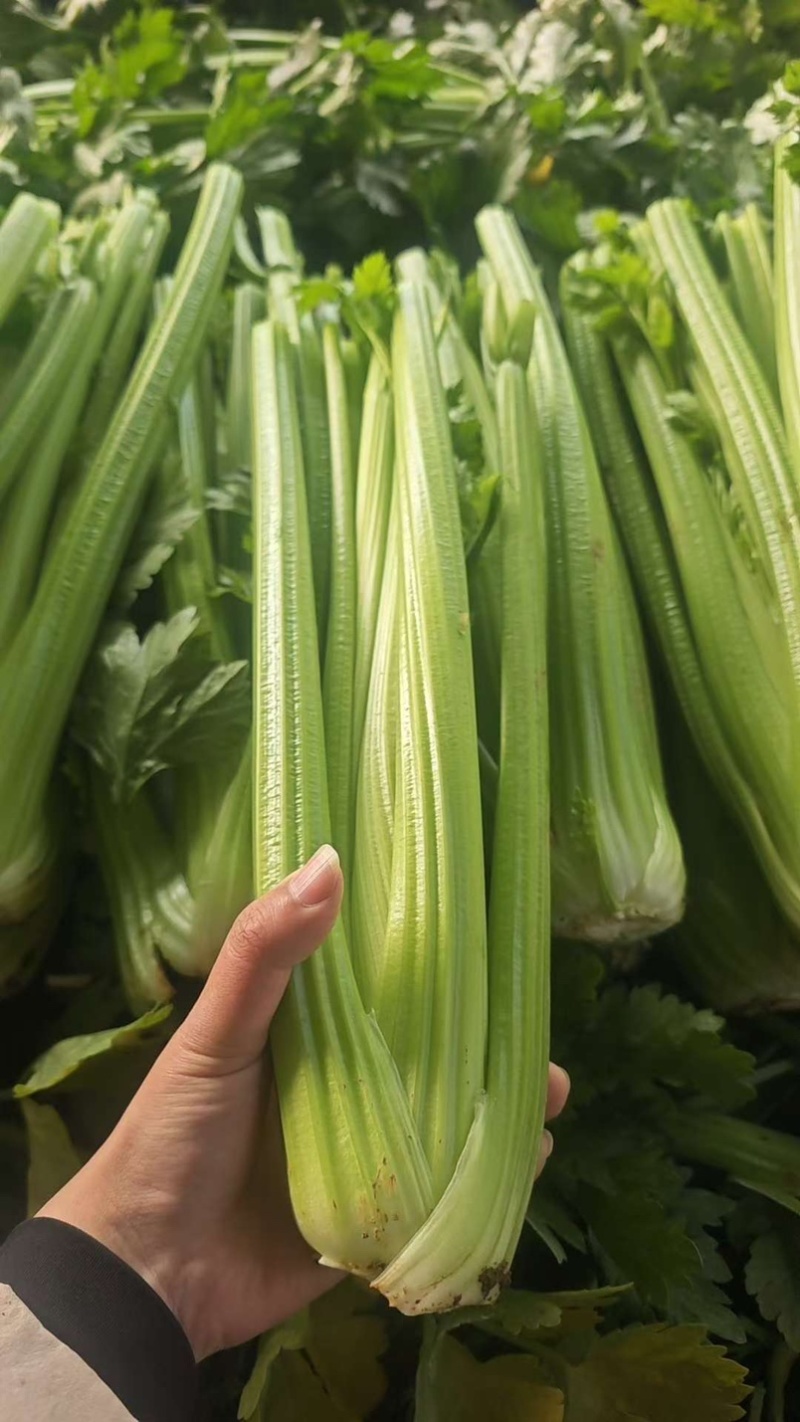 西芹毛菜净菜，按需要做货