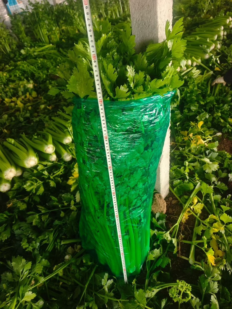 西芹毛菜净菜，按需要做货